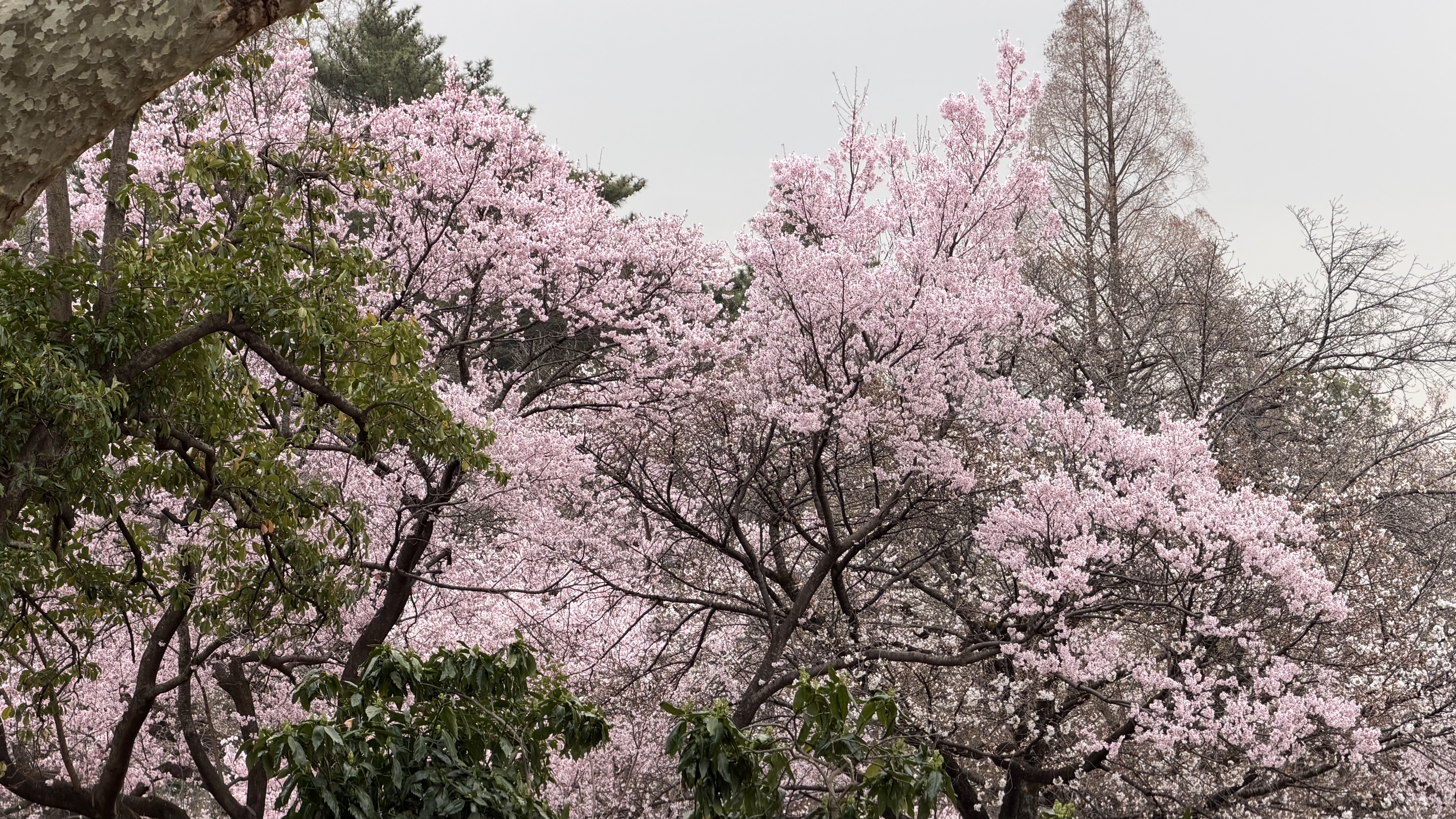 Japan Family Adventure